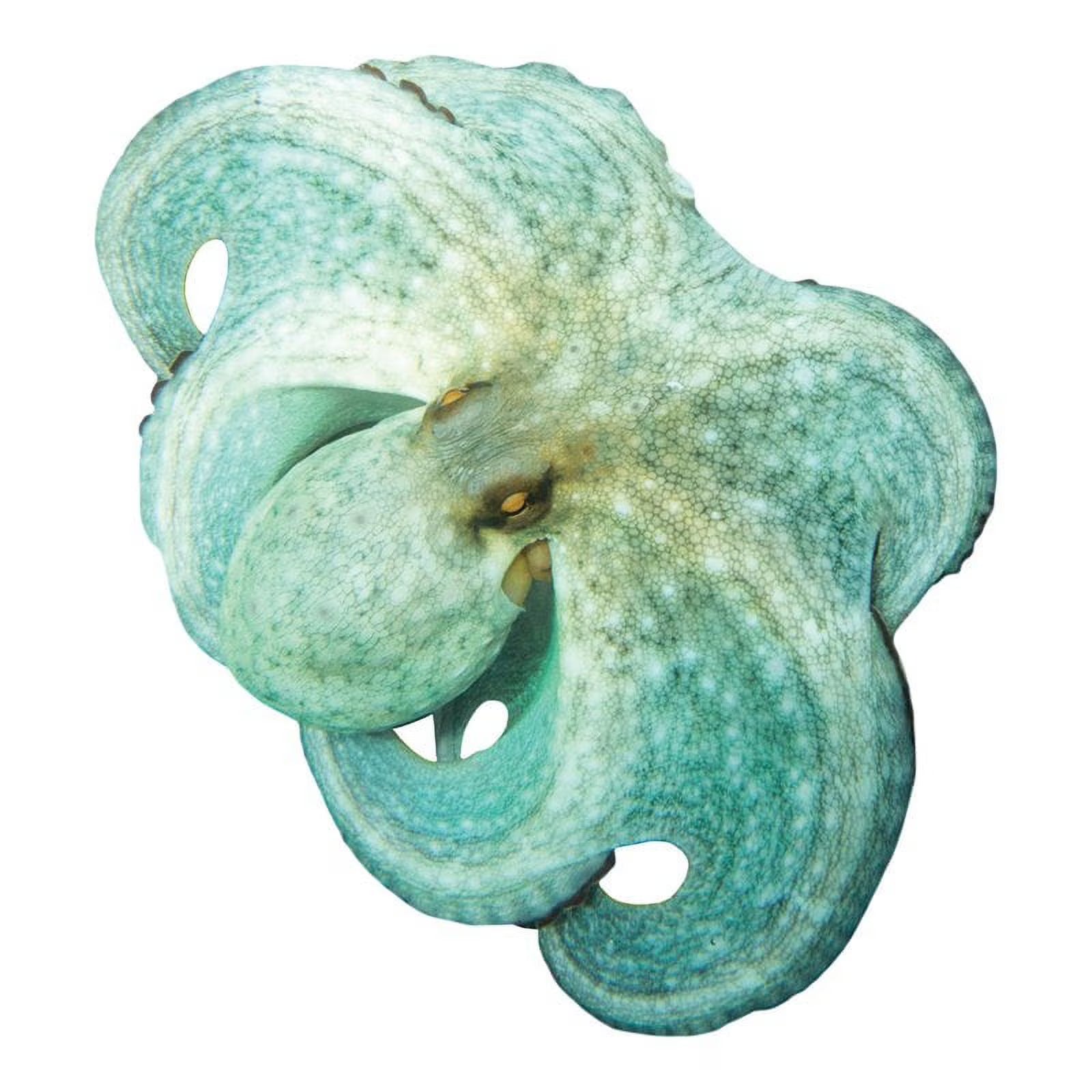 Green Octopus Underwater Pool Mat Tattoo V5771