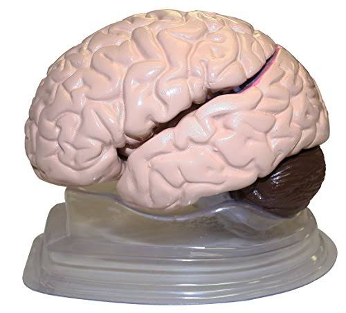 8 Parts Plastic Brain Model G43966