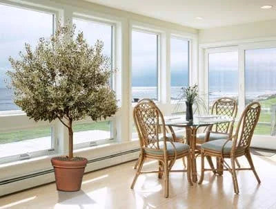 Arbequina Olive Tree S790