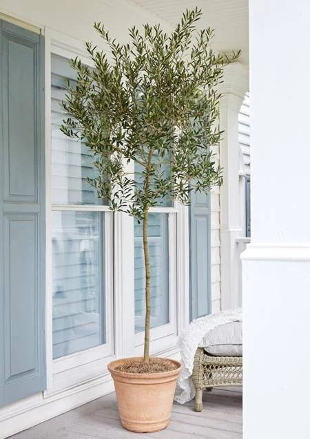 Arbequina Olive Tree S790