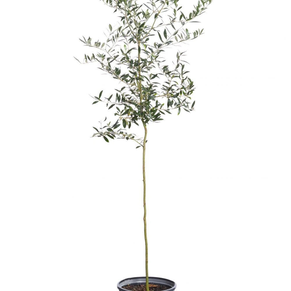 Arbequina Olive Tree S790