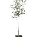 Arbequina Olive Tree S790