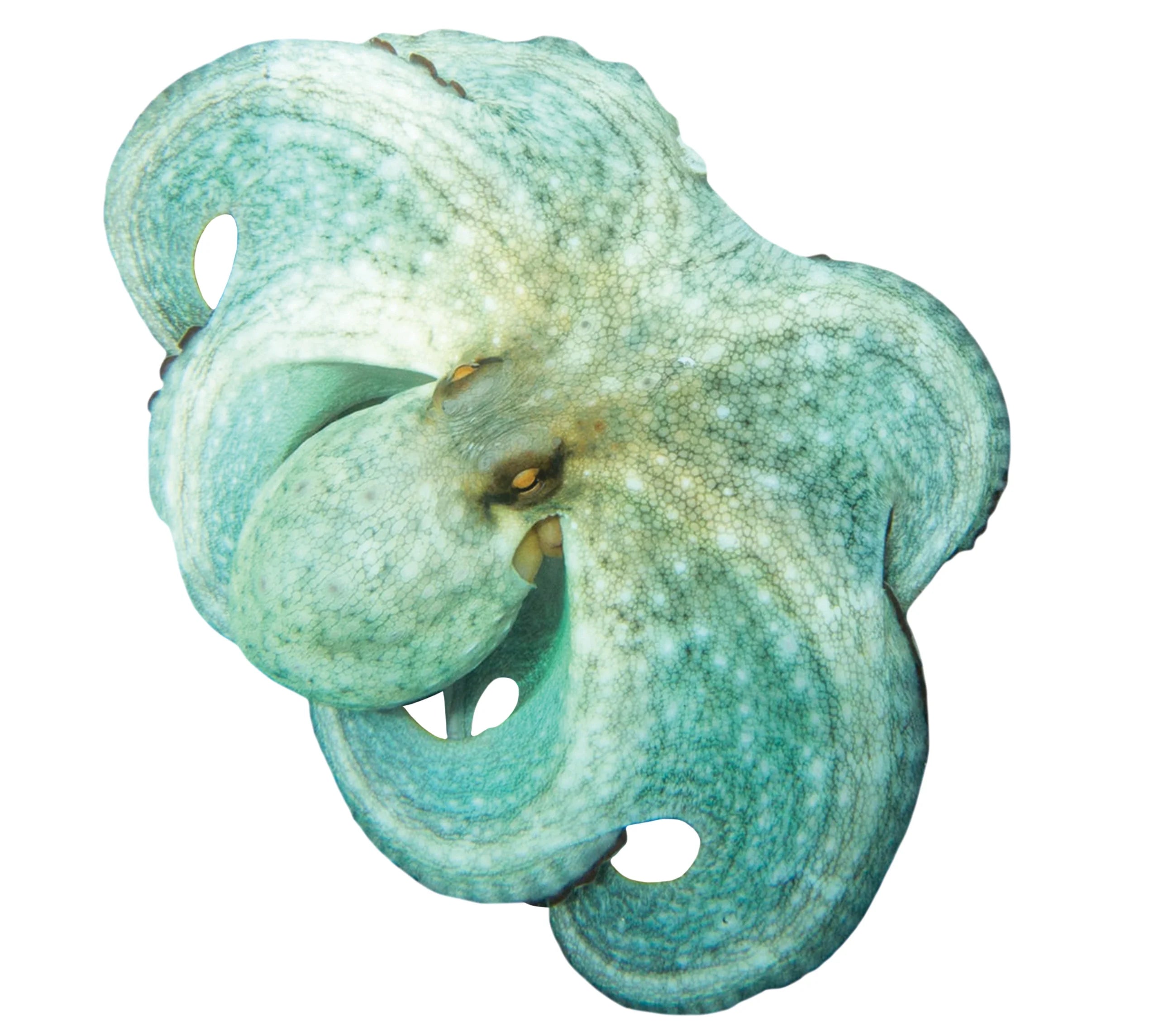 Green Octopus Underwater Pool Mat Tattoo V5771